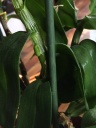 dendro25032.JPG