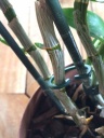 dendro25033.JPG