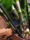 dendro26_1.JPG