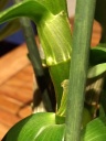 dendro_26_2.JPG