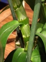 dendro_26_3.JPG