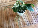 fin_floraison_phal.JPG
