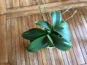 fin_floraison_phal1.JPG