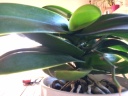 fin_floraison_phal2.JPG
