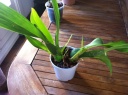 oncidium.JPG