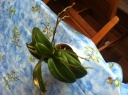 orchidee_ensemble_7122015.JPG