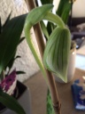 paphio_05052016.JPG