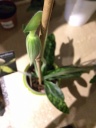 paphio_29042016.JPG