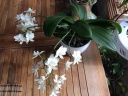 phal.JPG