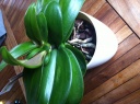 phal051020151.JPG