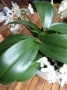 phal2.JPG