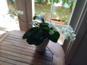 phal_05082016.JPG