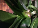 Nom du fichier=phal_09052016.JPG
Taille du fichier=126Ko
Dimensions : 800x600
Ajouté le : 09 Mai 2016 phal_09052016.JPG