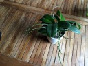 phal_14062016.JPG