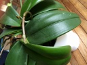phal_14062016_1.JPG