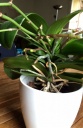 phal_14062016_2.jpg