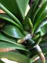 phal_25052016_hampe_1.JPG