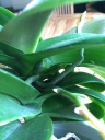 phal_25052016_hampe_3.JPG