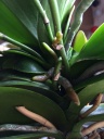 phal_25052016_hampe_qui_se_developpe.JPG