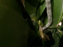 phalbis_09052016.JPG