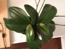 phaldudessus_12052016.JPG