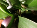 rererefloraison_5112016.JPG