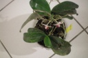 100_0600.JPG