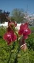 Nom du fichier=phal_red.jpg
Taille du fichier=144Ko
Dimensions : 449x800
Ajouté le : 11 Avril 2015 phal_red.jpg