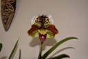 DSC_0407r.jpg