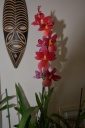 DSC_0408r.jpg