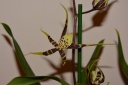 DSC_0427f.jpg