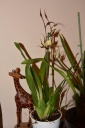 DSC_0428f.jpg