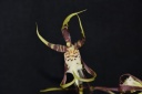 brassia_2.jpg