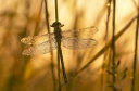 CRW_6913.jpg