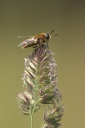 CRW_8918.jpg