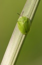 Nom du fichier=Casside.jpg
Taille du fichier=112Ko
Dimensions : 531x800
Ajouté le : 04 Mars 2015 Casside.jpg