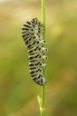 Chenille_de_Machaon.jpg
