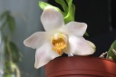 Chysis_bractescens~0.jpg