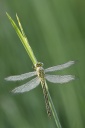 Gomphus_pulchellus.jpg