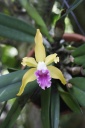 Nom du fichier=Laeliocattleya.jpg
Taille du fichier=111Ko
Dimensions : 533x800
Ajouté le : 09 Mars 2015 Laeliocattleya.jpg