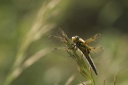 Nom du fichier=Libellula_quadrimaculata_28889629.jpg
Taille du fichier=84Ko
Dimensions : 800x534
Ajouté le : 08 Mars 2015 Libellula_quadrimaculata_28889629.jpg