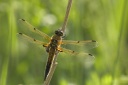 Nom du fichier=Libellula_quadrimaculata_28891229.jpg
Taille du fichier=92Ko
Dimensions : 800x533
Ajouté le : 08 Mars 2015 Libellula_quadrimaculata_28891229.jpg
