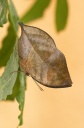 Nom du fichier=Papillon_feuille_28Kallimia_sp29.jpg
Taille du fichier=130Ko
Dimensions : 530x799
Ajouté le : 08 Mars 2015 Papillon_feuille_28Kallimia_sp29.jpg