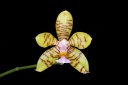 Phalaenopsis_sp_.jpg