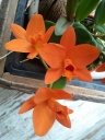 Cattleya_Little_Sun_Golden_Boy.jpg