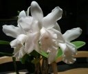 Cattleya_intermedia_f_alba.jpg