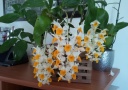 Dendrobium_Thyrsiflorum.jpg