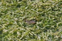 Nom du fichier=IMGP2278.jpg
Taille du fichier=265Ko
Dimensions : 800x531
Ajouté le : 21 Août 2016 IMGP2278.jpg