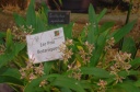 Nom du fichier=IMGP6877.jpg
Taille du fichier=148Ko
Dimensions : 800x531
Ajouté le : 21 Février 2016 IMGP6877.jpg