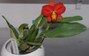 Nom du fichier=IMGP6996.jpg
Taille du fichier=97Ko
Dimensions : 800x500
Ajouté le : 28 Mars 2016 IMGP6996.jpg